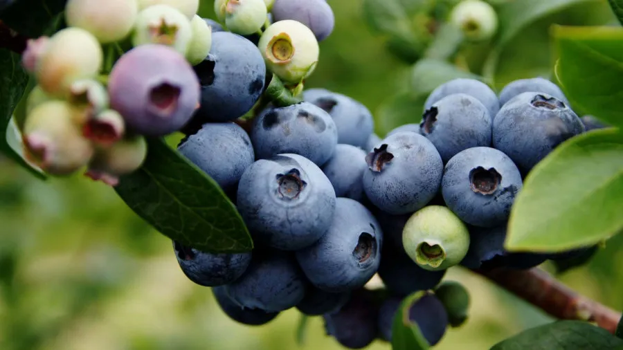 Krzewiński berry ბუშის სანერგე საბითუმო 01