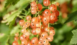 Krzewiński berry ბუშის სანერგე საბითუმო - img 04