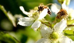 Krzewiński berry ბუშის სანერგე საბითუმო - img 12